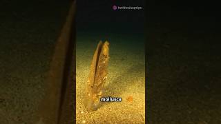 Part1 quotExploring Phylum Mollusca  PhylumMollusca Class11Biology BiologyExplained [upl. by Nnylannej]