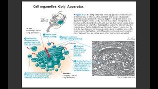 Lecture 4 Golgi Apparatus [upl. by Beutner]