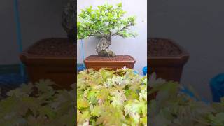 Ulmus Parvifolia amp Acer Palmatum bonsai 🌱 [upl. by Chernow]