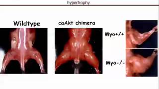 Glass Signaling Pathways Mediating Skeletal Muscle Mass and Function [upl. by Nisay]