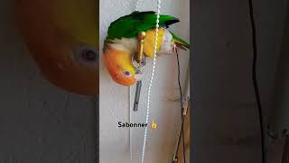 Felixcharotchat chaton parrots miniparrot caiques oiseau  Exotic cats persan 🦜 [upl. by Yeliab]