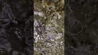 Water Jelly  Hypnotic Slow Mo [upl. by Boyt]