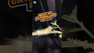 What do caterpillars eat 🤔 read description to learn more [upl. by Moria]