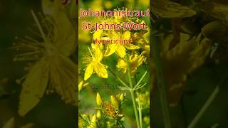 StJohnsWort [upl. by Leachim9]