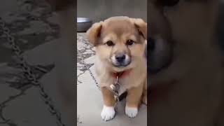 cutest puppy barking🐶🐕❤😍 beautiful puppy bark🐕😍❤🐶 happy dog trending shorts viral [upl. by Kaja]