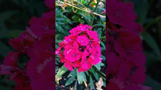 Diánthus barbátus🇹🇷 dianthus flowers flower potsdam [upl. by Nelag866]