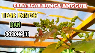 JURUS SAKTI‼️Agar Bunga Anggur Tidak Rontok amp Gosong✅ [upl. by Lyle209]