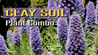 Plant Combo for Clay Soil [upl. by Ladonna18]