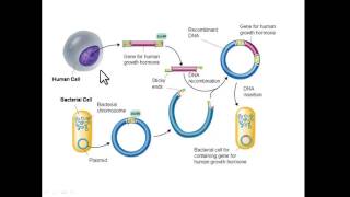 Recombinant DNA [upl. by Jb525]