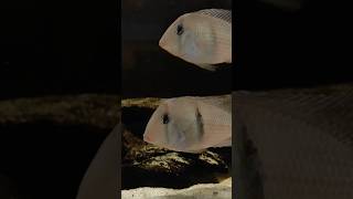 Guianacara Dacrya UDfishroom fishshorts aquarium cichlid geophagus shorts fish [upl. by Ailelc]