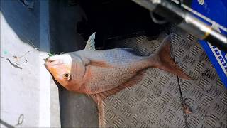 Waitangi Day fishing trip Raglan [upl. by Goulden]