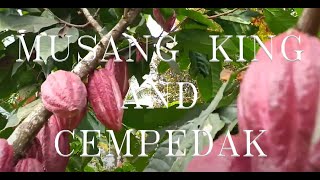 Musang King and Cempedak [upl. by Santiago]