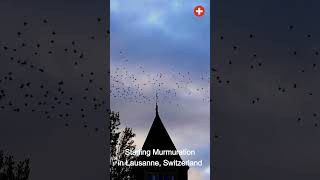 Starling Murmuration Over Lausanne Sky  Natures Dance 🐦✨  Switzerland shorts starling [upl. by Hernardo]