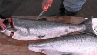 How to fillet a king salmon [upl. by Ahselet]