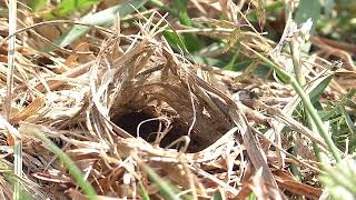 Missouri Burrowing Wolf Spider [upl. by Meryl371]