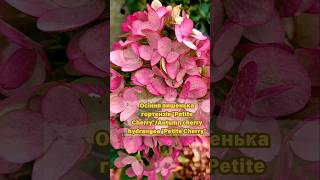 Жовтнева вишенька quotPetite CherryquotOctober cherry quotPetite Cherryquot autumn flowers garden hydrangea [upl. by Eiramaneet]