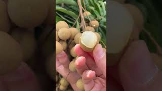 Longan cats eye Dimocarpus longan fruit agriculture farming farmer fruit food yummy [upl. by Awjan547]