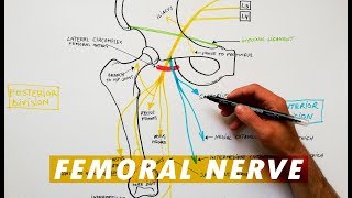 Femoral Nerve branches  Anatomy Tutorial [upl. by Kynan5]