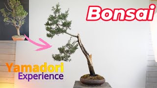 Bonsai da albero yamadori [upl. by Kram365]