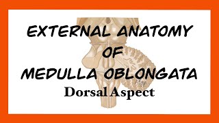 External Anatomy of Medulla Oblongata Dorsal Aspect [upl. by Monroy]