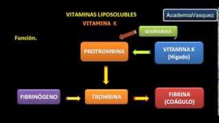 Vitaminas liposolubles Vitamina K [upl. by Zolnay]