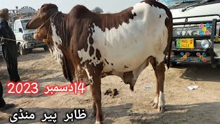 zahir pir cow mandi latest update 14 December 2023Muhammad Arslan meer [upl. by Piotr]