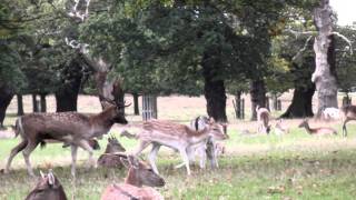 Fallow Deer Rut 2010 at Richmond Park in London [upl. by Mcquade]