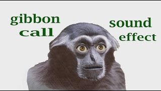 How A Gibbon Calling  Sound Effect  Animation [upl. by Liw]