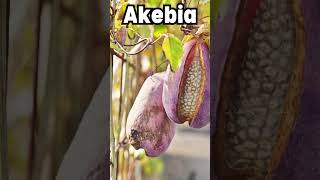 Exploring Superfoods The Incredible Benefits of Akebia [upl. by Irmina]