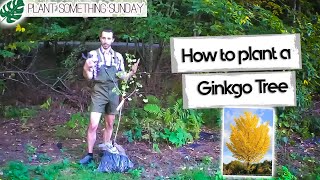 How to Plant a Ginkgo Tree  a beginners guide [upl. by Bullough]