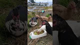 CÓMO hacer Comedero de PATOS 🥗🦆Material Reciclado mipequeñagranjitatrejoes shortsvideos patos [upl. by Joe]