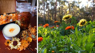 How to Grow Harvest and Use Calendula🌼🧡 How to Make Calendula Balm [upl. by Naujet]