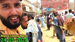 FRIDAY Special 🔥 Bakra Eid 2024 Rates 😱  Malir Mandi Karachi Cattle Updates  Cow Mandi 2024 [upl. by Nnor]