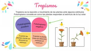 Fototropismo positivo y negativo 3A [upl. by Alejo]