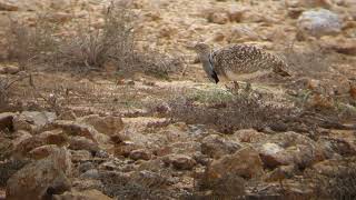 Houbara Bustard in Fuerteventura [upl. by Nosnej]