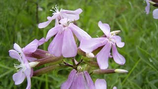 SILENE VALERIANELLA O SAPONARIA [upl. by Ramma]