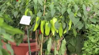 Graines Baumaux légumes pour terrasses balcons et patios [upl. by Aseeram]