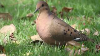 Tórtola Cardosantera Zenaida Dove  Zenaida aurita Ave Nacional de Anguila [upl. by Bernardine624]