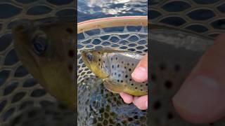 Magnificent fall colors on this brown trout browntroutfishing fishing flyfishing flaifishing [upl. by Oilla]