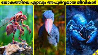 Rarest Animals On Earth That Are Only Seen Few Times  Facts Malayalam  47 ARENA [upl. by Henson]