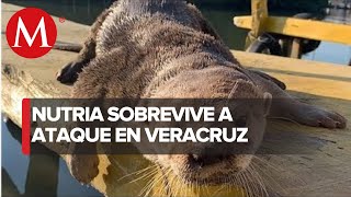 Atacan a Max nutria que se acerca a restaurantes de mariscos en Veracruz [upl. by Jon]