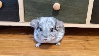 チンチラの嬉しい時のかわいい鳴き声 Chinchilla noises [upl. by Helfant]