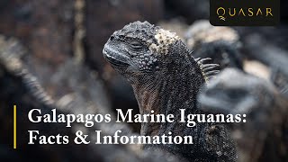 Galapagos Marine Iguanas Facts amp Information Must see [upl. by Norry311]