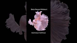 Milky White betta bettafish aquariumfish fishtank aqurium thailand viralvideo viralshorts [upl. by Consuelo763]