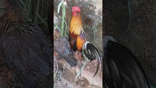 Rooster ðŸ”ayam roosterepic roosterchicken chickenbreeds [upl. by Bein]