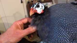 My Pet Guinea Fowl Twink Loves Being Tickled [upl. by Ayotahc]