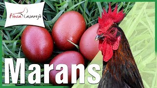 Gallinas Gigantes  Marans 🎉 [upl. by Asertal]