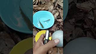 Finding ornamental fish and eggs fishing ornamentalfish eggs [upl. by Nwahsek]