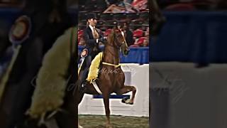 Stella Keith and Seven Oaks Heir Show equestrian saddleseat saddlebred equitation [upl. by Herm]