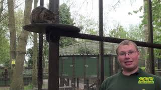 Scottish Wildcats at Shepreth Wildlife Park [upl. by Ellevel]